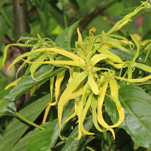 Ylang ylang esenciální olej