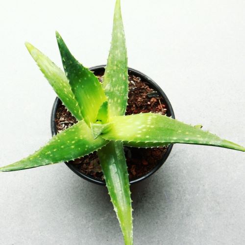 Aloe Vera Juice