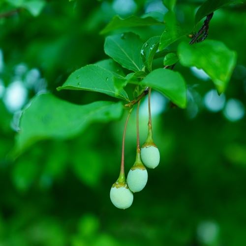 Styrax resinoid