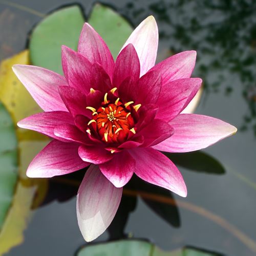 Indian Lotus