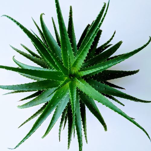 Aloe vera 200:1